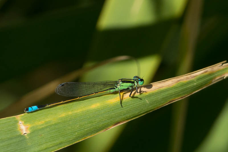 Rambur's Forktail